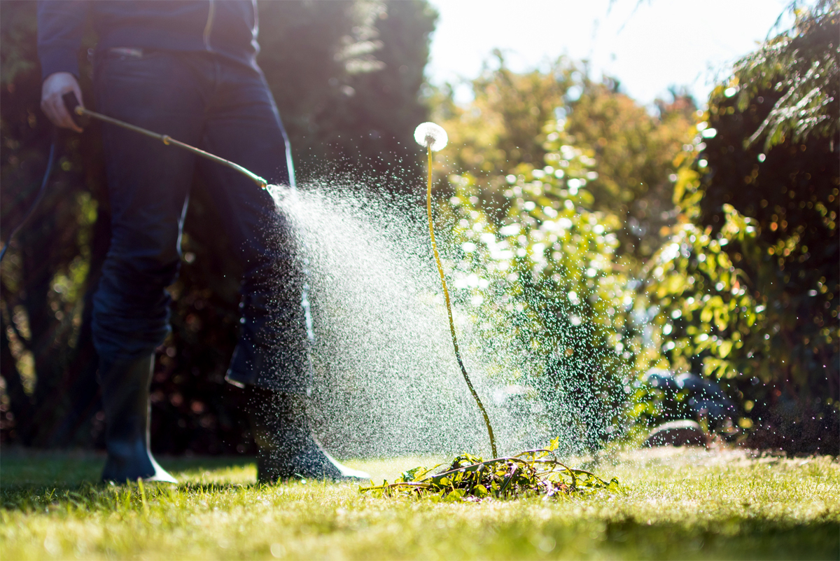 spraying a dandelion weed with glyphosate