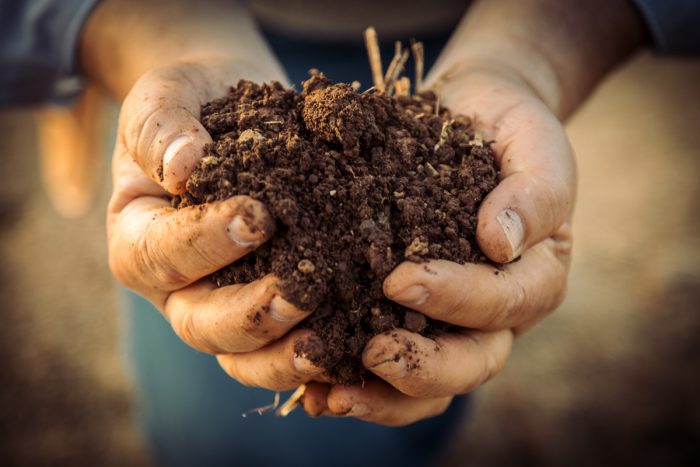 Rolando Herrera holding his healthy soil. (Photo credit: Rocco Ceselin)