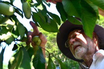 Jack Lochhead inspecting a pawpaw tree.