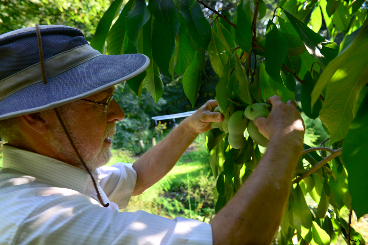 inspecing pawpaw fruit on the tree