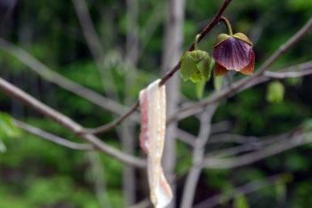 Baiting pawpaw pollinators with raw bacon.