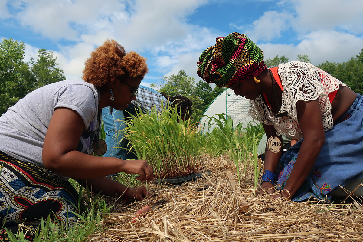 At Soul Fire Farm, a BIPOC-centered community farm, farmers learn regenerative methods such as heavy mulching and intercropping. Photo from Soul Fire Farm