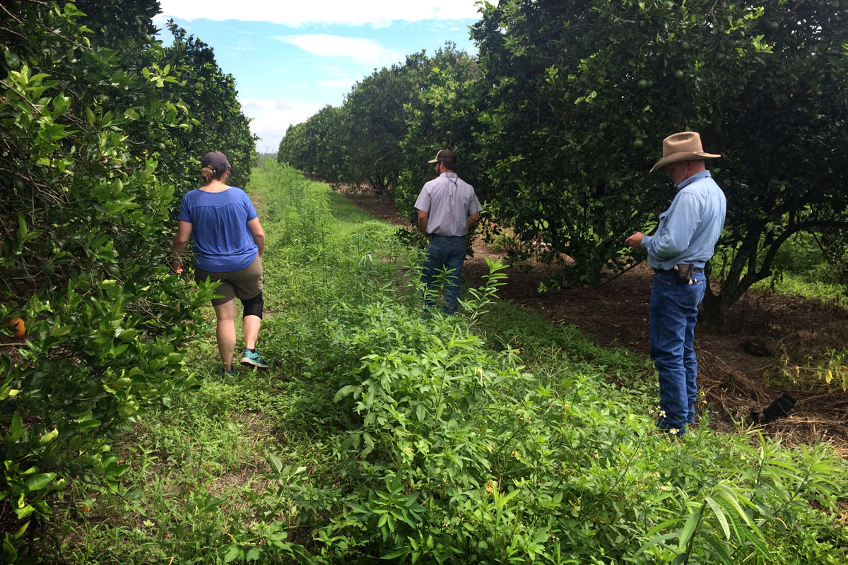 UF/IFAS specialist and citrus growers scout the grove for insects. Beneficial insects are always around with the diversity of species and flowering in the cover crops. (Photo by Juanita Popenoe)