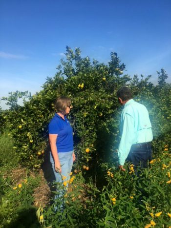 Popenoe me and Ed James inspecting a crop that shows how cover crops can get quite tall and look messy, but that diverse ecology makes a healthy soil. (Photo by Maggie Jarrell.)