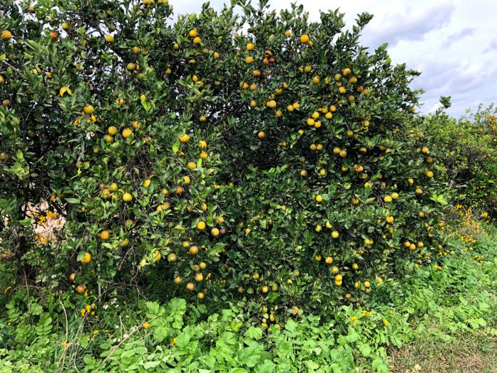 Although all these trees have greening, cover crops keep the root systems healthy enough to hold a heavy and good quality crop. (Photo by Juanita Popenoe)