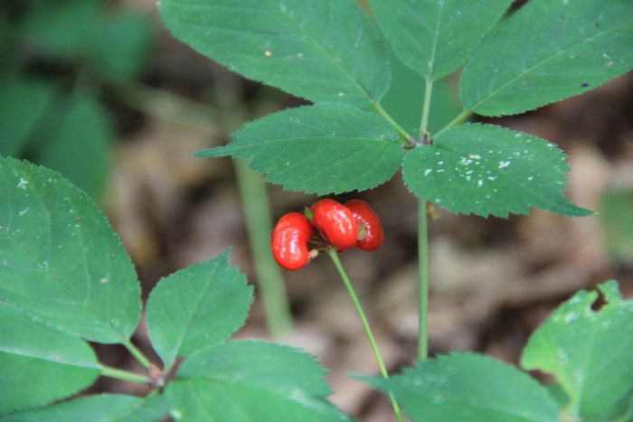 Bright red berries on a ginseng plant around mid-August signify maturity. (Photo by Priya Jaishanker for Appalachian Forest Farmers)