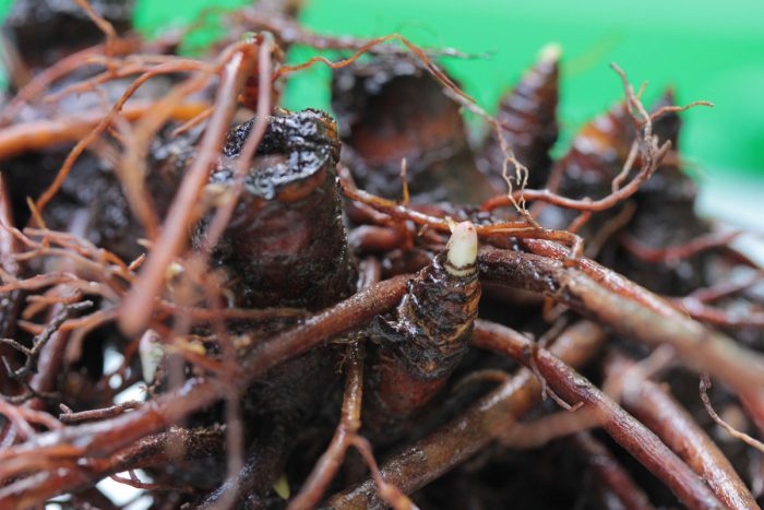 Washed black cohosh root. (Photo by Priya Jaishanker.)