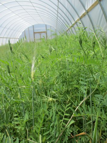 Barley and hairy vetch as a cover crop in a high tunnel at Lola's Organic Farm. (Photo credit: Candace Pollock Moore / SSARE)