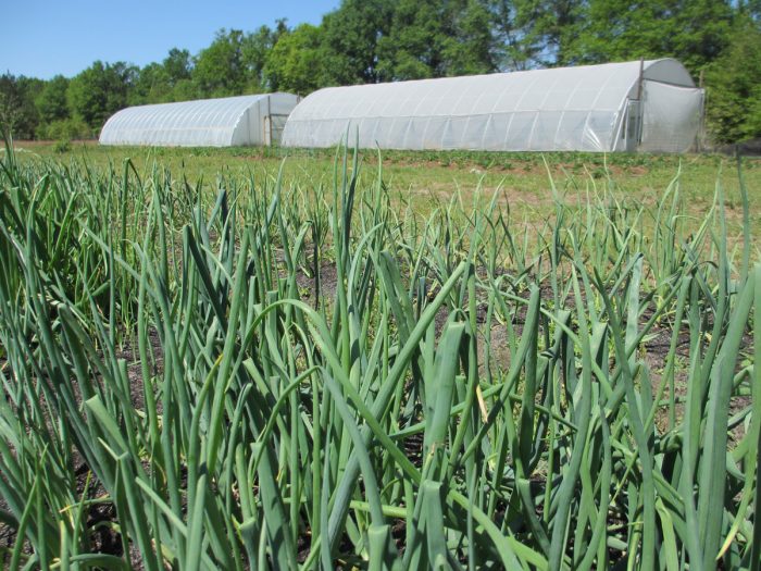 High tunnels at Lola's Organic Farm. (Photo credit: Candace Pollock Moore / SSARE)