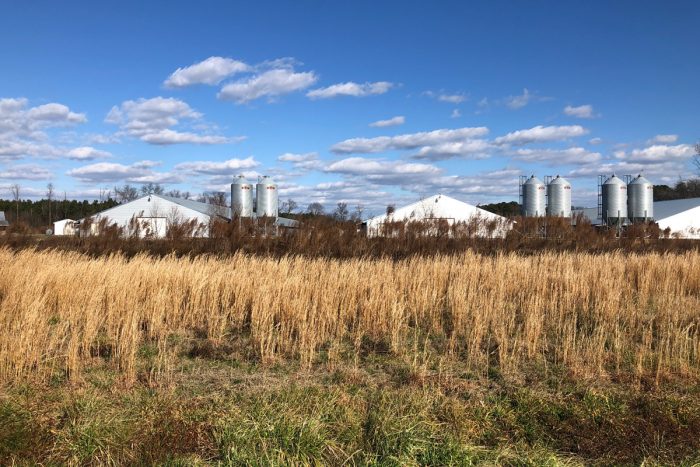 The view of the chicken CAFO from Sam Berley's yard in Maryland.