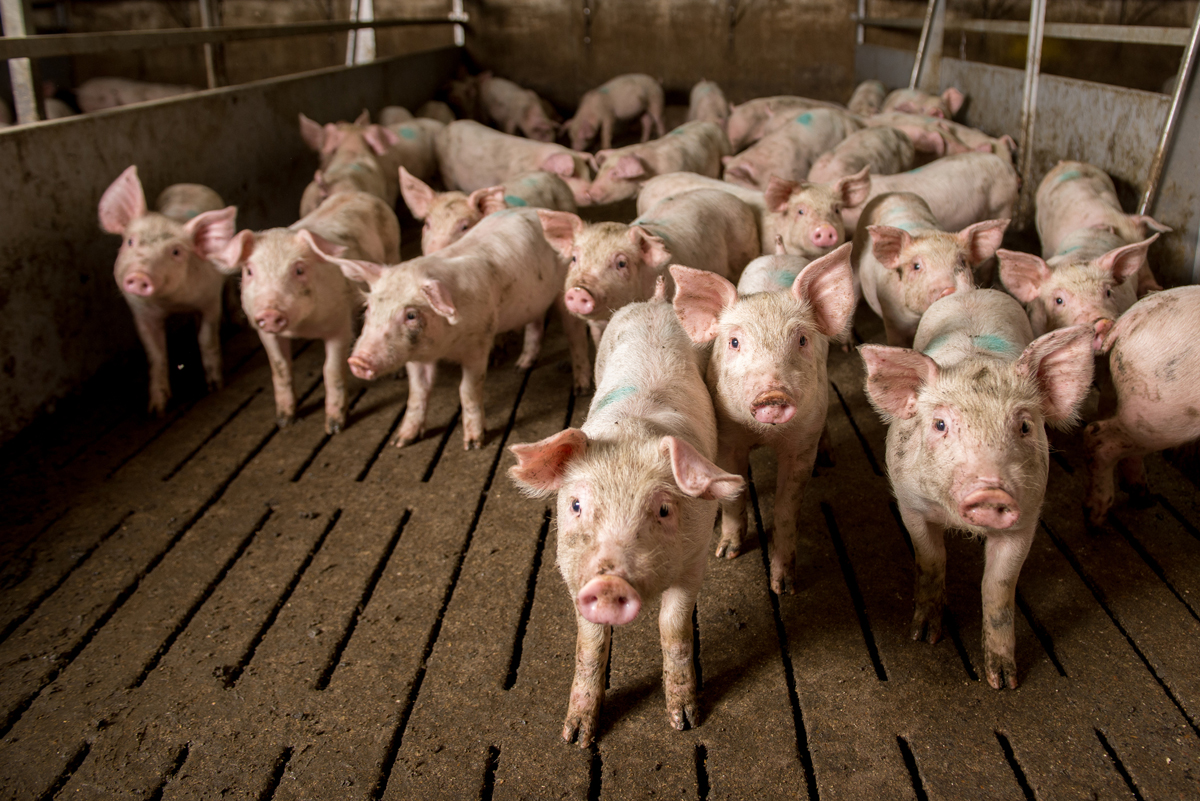 pigs in a cafo