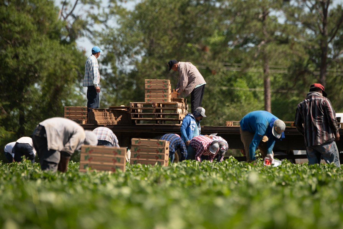 Farmworkers pick strawberries at Lewis Taylor Farms in Fort Valley, Georgia. (USDA photo by Lance Cheung)