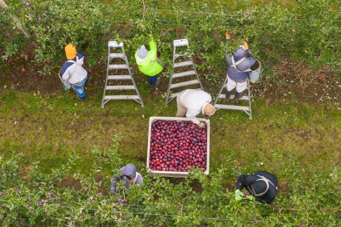 Farmworkers are up at sunrise for the morning harvest at Apex Farm apple orchards in Shelburne, Massachusetts. USDA Photo by Lance Cheung.