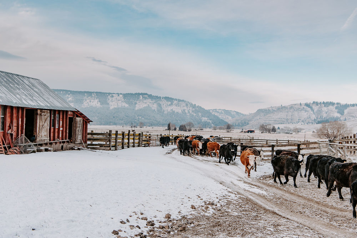 Carman Ranch cattle in winter. (Photo © Talia Jean Galvin)