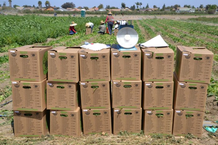 A stack of CSA boxes.