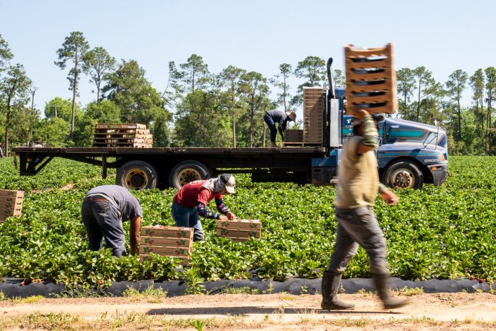 farmworkers in the berry field. USDA photo by Lance Cheung.