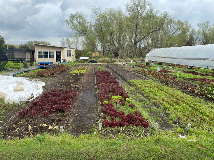 the farm fields at Veggi Co-op. Photo by Sarah Sax