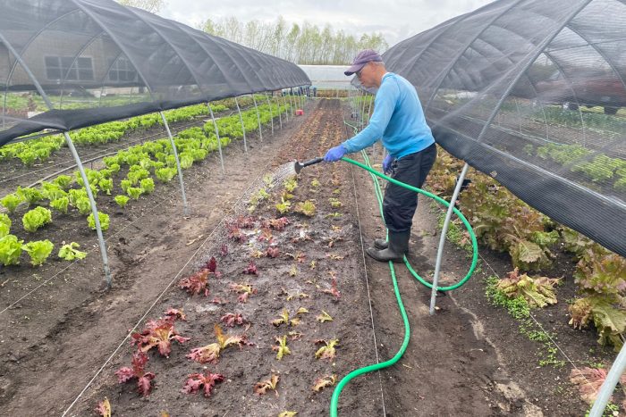 Thanh Nguyen watering crops at Veggi Co-op farm. (Photo by Sarah Sax)