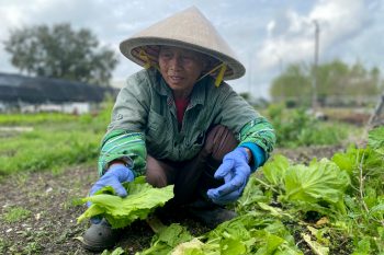 Vietnamese immigrant urban farmer Tham Nguyen tends vegetables at VEGGI co-op farm. Photo by Sarah Sax.