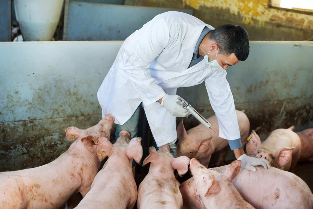 veterinarian treating a bunch of pigs in a cafo