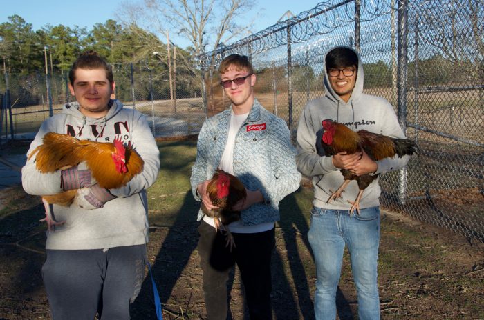 Michael Adyson Strickland, Logan Stern, and Robin Patel (left to right) transfer roosters to a different part of the prison yard at the end of a work day.