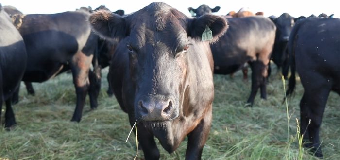 cows in loren poncia's regenerative agriculture ranch at stemple creek