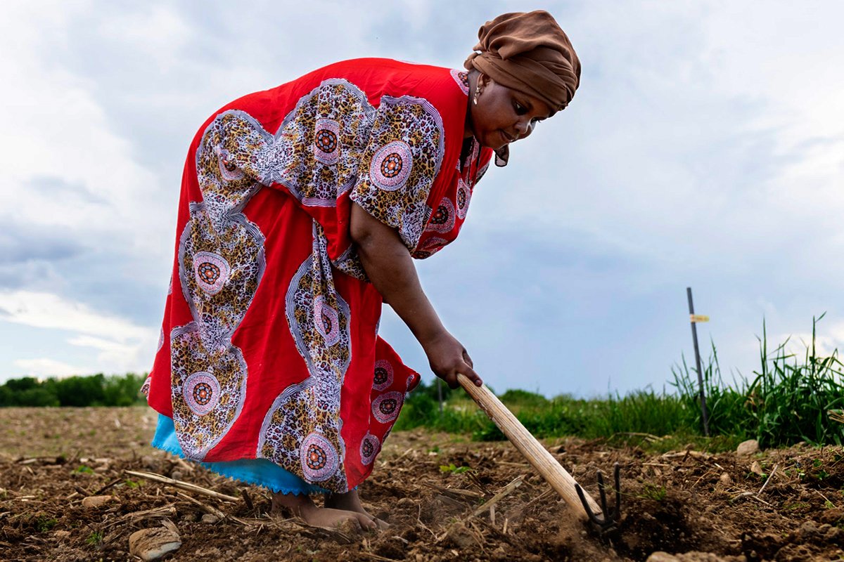 A Somali Bantu farmer tending the field in Maine.