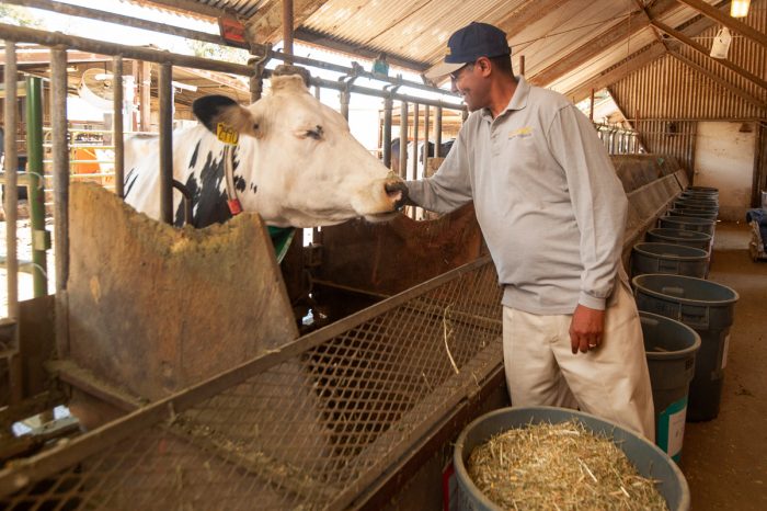 Professor Ermias Kebreab is conduction research with 12 dairy cows to find out if seaweed will reduce methane emissions from cow on May 8, 2018. Adding seaweed reduced the methane emission by 50 percent. (Photo by Gregory Urquiaga / UC Davis)