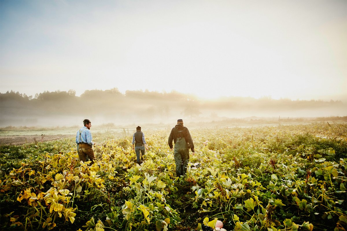 A group of young farmers or beginning farmers walking through their field in the early morning