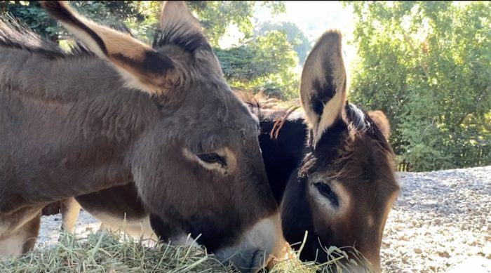 Donkeys grazing at Rancho Compasión, Miyoko Schinner's farm sanctuary.