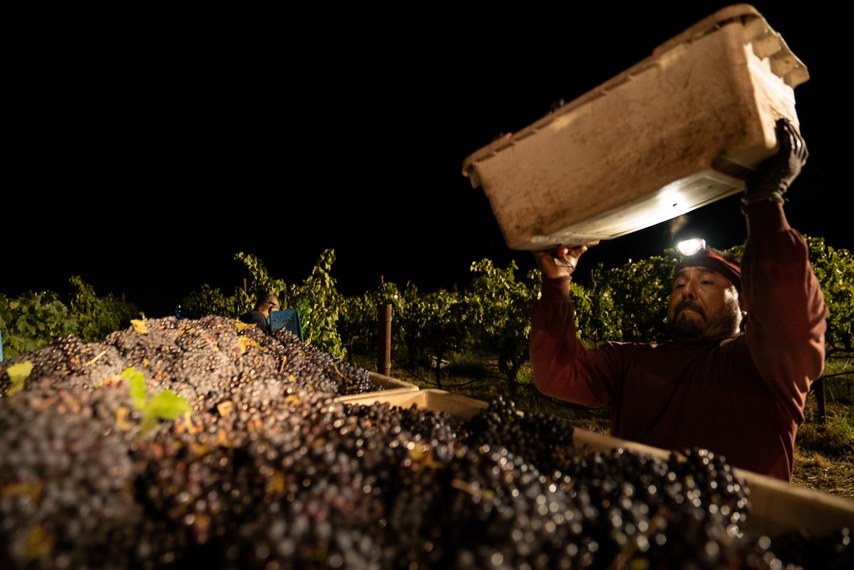 Over the course of four hours, the team of 14 vineyard workers harvested ten tons of grapes (20,000 pounds).