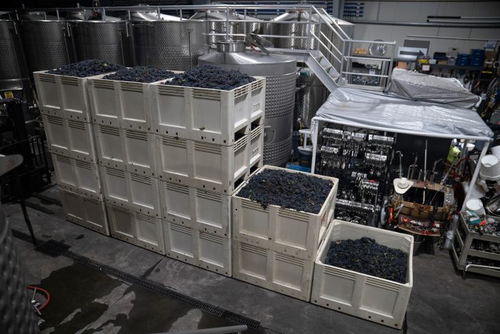 Over the course of four hours, the team of 14 vineyard workers harvested ten tons of grapes (20,000 pounds).