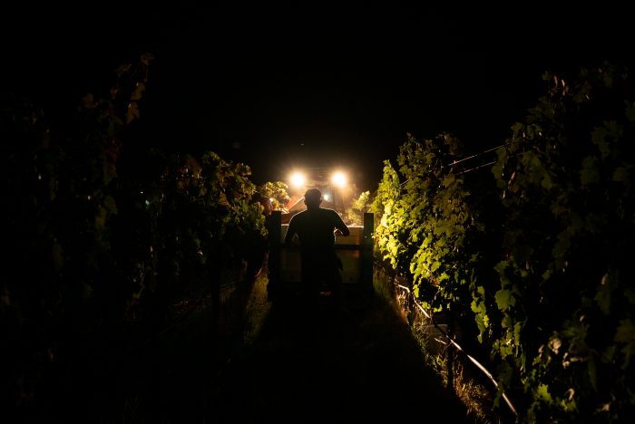 Even if the flames don't reach winemakers' property, "smoke taint" can ruin their crop with an ashy taste that is hard to remove. For this reason, over the past couple weeks, vineyard workers have been called in for emergency picks to get grapes off the vine before they are irreversibly damaged.