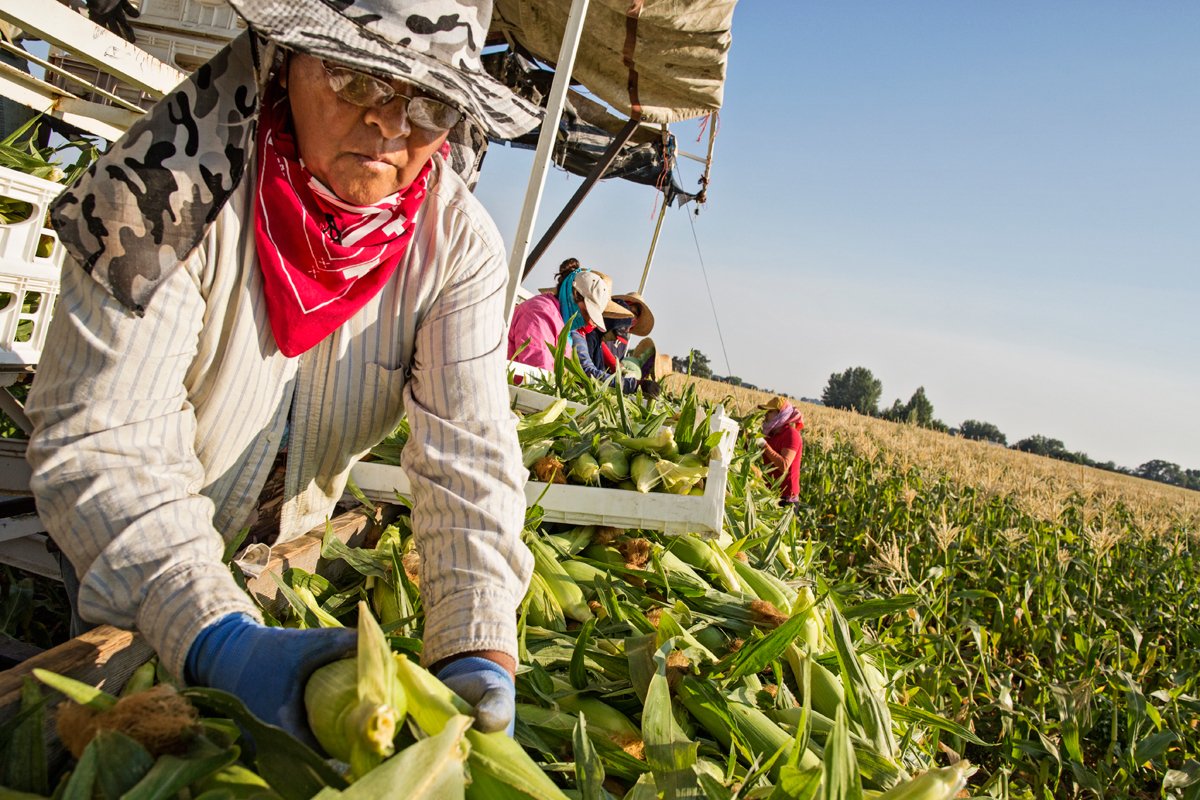 farmworkers picking corn