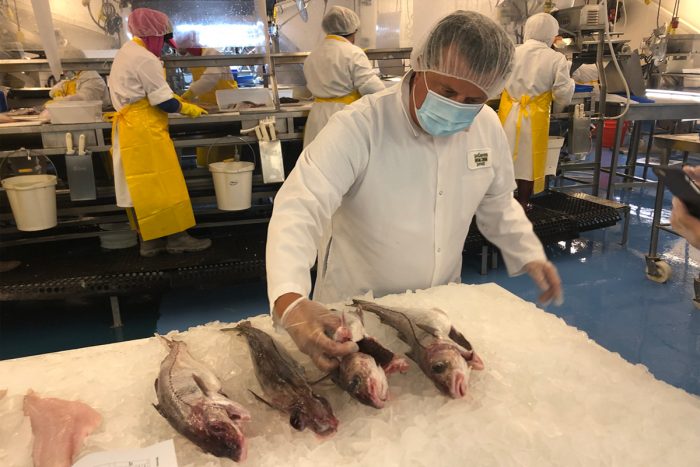 A fisherman inspecting freshly caught haddock. Photo courtesy Cape Cod Commercial Fishermen’s Alliance)