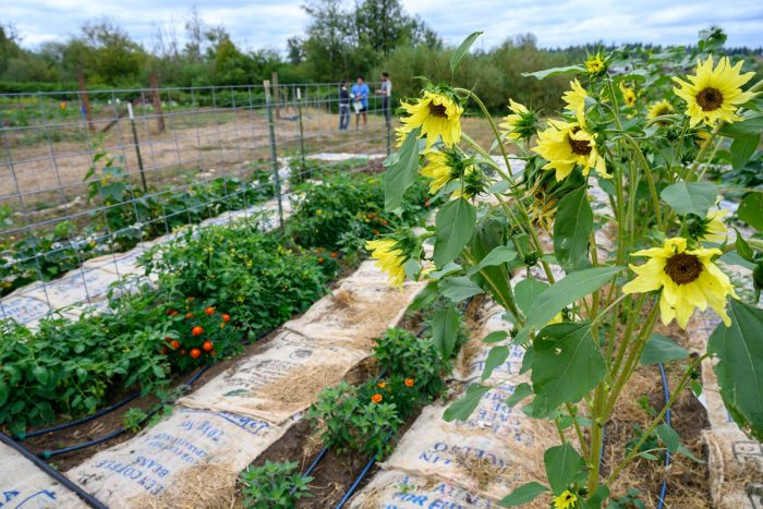 Sunflowers in the fields at Ayeko Farm. (Photo courtesy of Ayeko Farm)