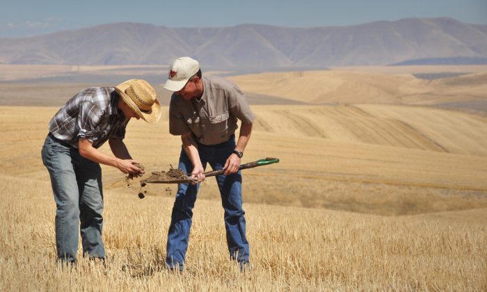 NRCS Soil Conservationist Garrett Duyck (left), and David Brewer examine a soil sample on the Emerson Dell farm near The Dalles, Oregon. Brewer focuses on improving soil health to increase water infiltration and retention on his farm. NRCS photo by Ron Nichols