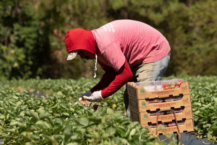 Farmworkers pick strawberries in 2019. (USDA photo by Lance Cheung)