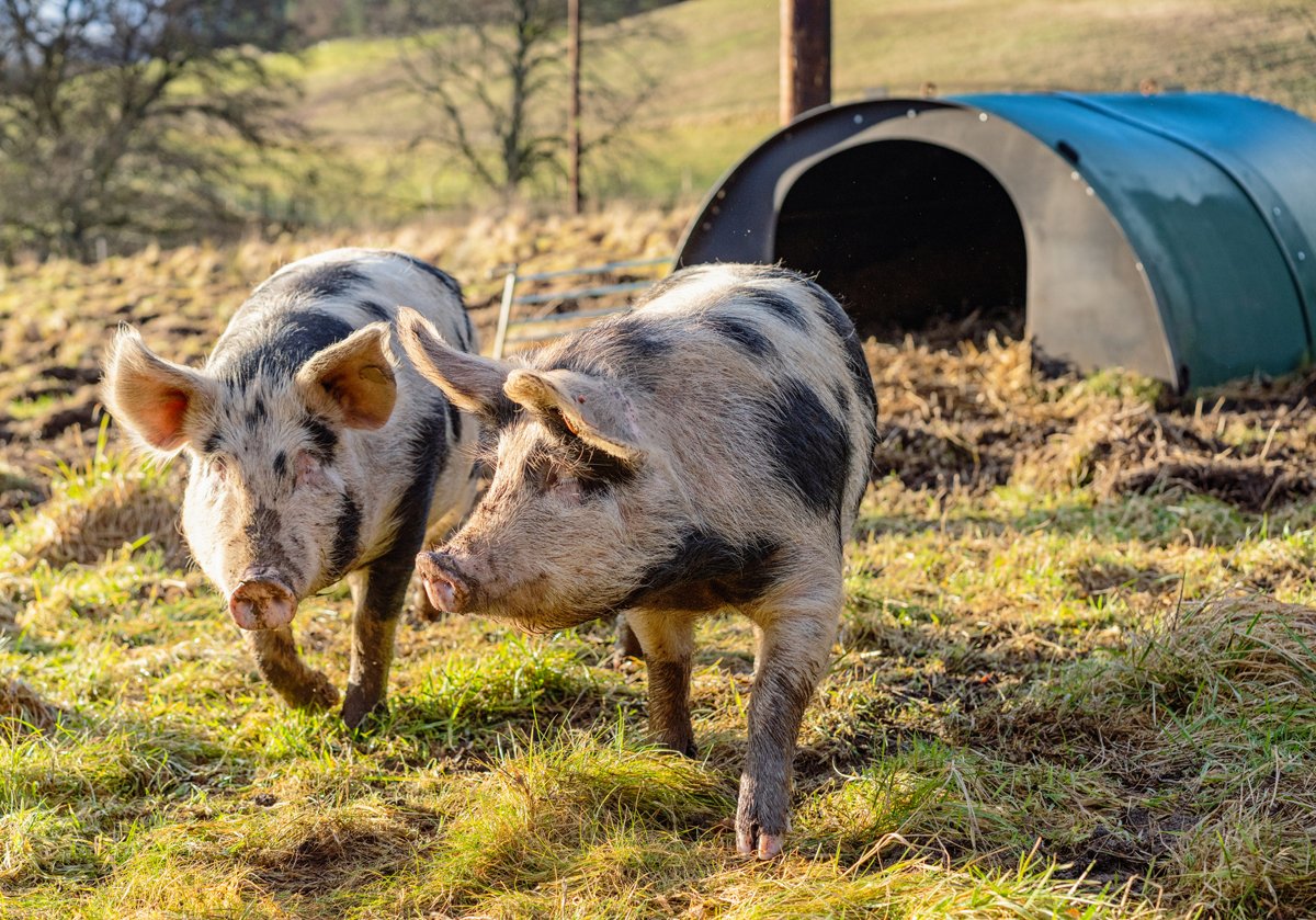 Two happy pigs running around outside without a gestation crate in sight.