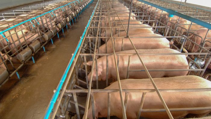 Pigs in gestation crates in a hog barn.