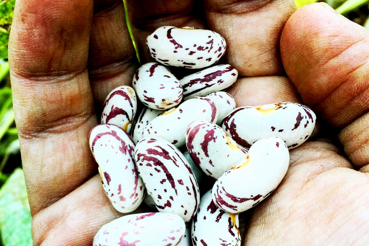 A hand holding native seeds. Photo courtesy of Rowen White