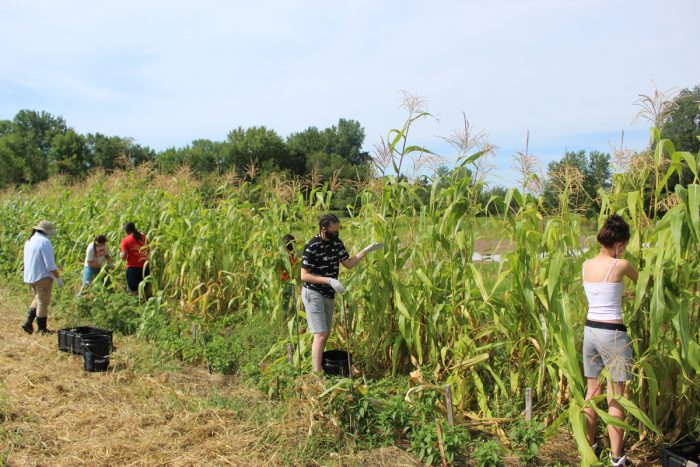 Seedkeeper and Seed Regeneration Manager, Jessika Greendeer, working with youth to harvest corn on July 25th, 2020. (Photo by Dream of Wild Health)