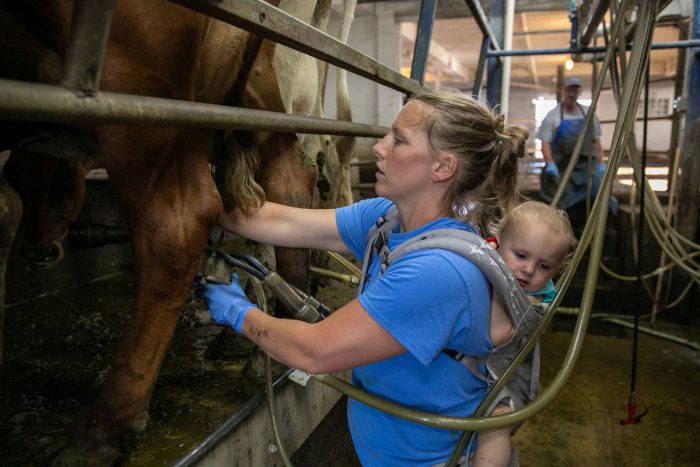 Meagan Farrell milking a cow in the milking parlor with her daughter at Paris Farm. Photo by Finn Ryan, Grassland 2.0