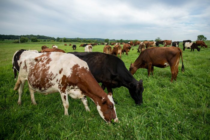 Cows grazing at Bert Paris's farm. Photo by Finn Ryan, Grassland 2.0