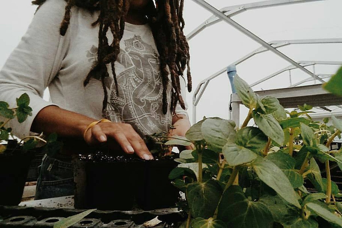 A Black farmer in a greenhouse growing crops to plant in the soil. Photo courtesy of Amber Tamm Canty.