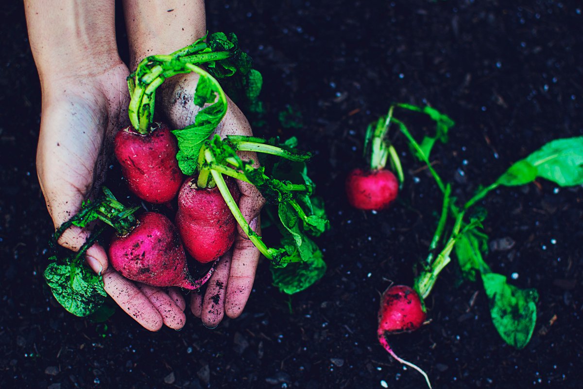 a hand pulling freshly harvested turnips from healthy soil