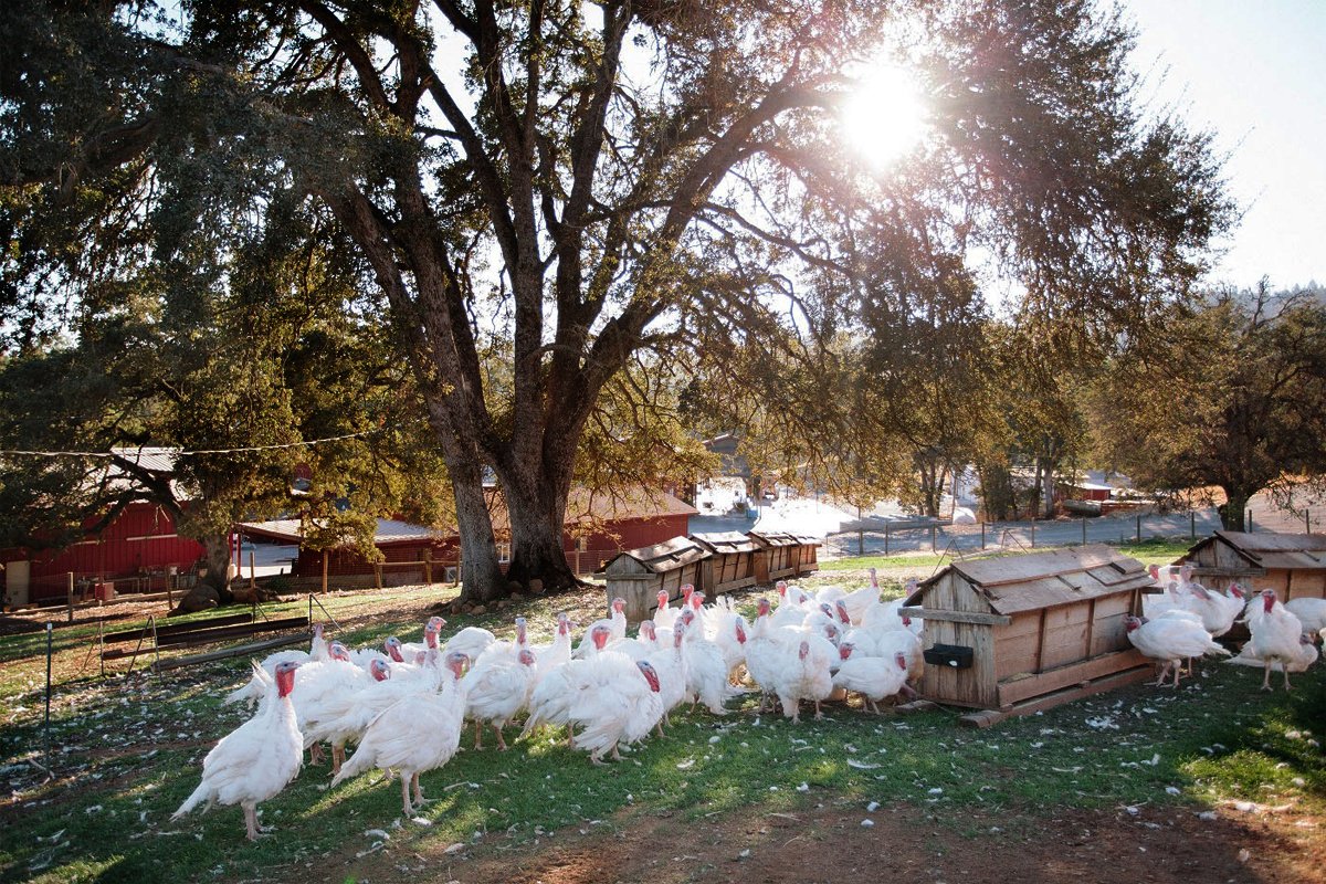 Pasture raised turkeys. (Photo courtesy of Diestel Family Ranch.)