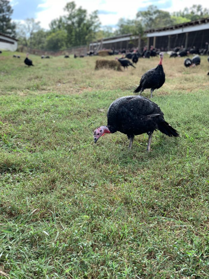 Pasture raised turkeys. (Photo courtesy of Joyce Farms)