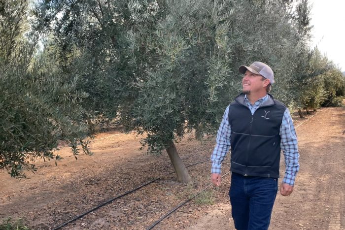 Jim Etters walks through the olive groves inspecting the Yocha Dehe Wintun Nation's farmland.