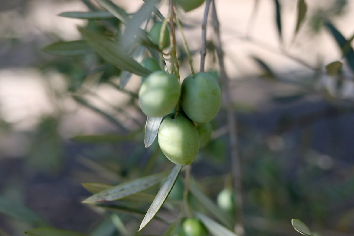 Olives growing on a tree on the Yocha Dehe Wintu Nation's farmland